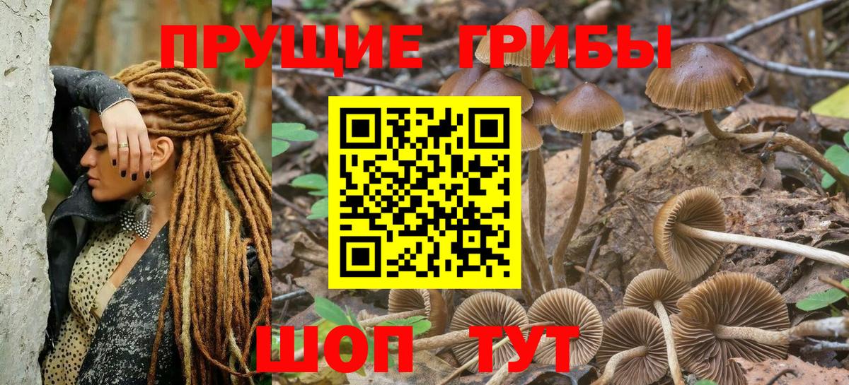 Псилоцибиновые грибы Psilocybe Красноуфимск